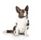 Cardigan Welsh Corgi