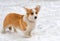 Cardigan Welsh corgi.