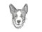 Cardigan Welsh Corgi Dog Breed Cartoon Retro Drawing