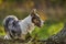 Cardigan Welsh Corgi Dog on a trunk