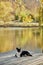 Cardigan welsh corgi is lying at the autumn nature view. Happy breed dog outdoors. Little black and white shepherd dog