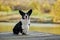 Cardigan welsh corgi is sitting at the autumn nature view. Happy breed dog outdoors. Little black and white shepherd dog