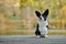 Cardigan welsh corgi is sitting at the autumn nature view. Happy breed dog outdoors. Little black and white shepherd dog