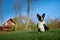 Cardigan welsh corgi is sitting in the countryside meadow beside the house. Happy breed dog outdoors