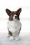 Cardigan Welsh Corgi sitting in front