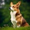 Cardigan Welsh Corgi sitting on the green meadow in summer. Cardigan Welsh Corgi dog sitting on the grass with a summer landscape