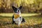 Cardigan welsh corgi is sitting in yellow autumn leaves. Happy breed dog outdoors. Little black and white shepherd dog