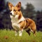 Cardigan Welsh Corgi standing on the green meadow in summer. Cardigan Welsh Corgi dog standing on the grass with a summer