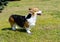 Cardigan Welsh Corgi stands on the grass.