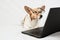 Cardigan Welsh Corgi wearing glasses and looking at laptop