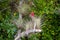 Cardinal air plant in Everglades National Park.