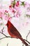 Cardinal Amid Spring Tree Blossoms