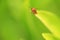 Cardinal beetle