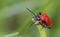 Cardinal Beetle Macro