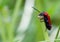 Cardinal Beetle Macro