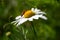 Cardinal beetle sitting on white daisy drinking nectar