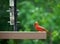 Cardinal bird