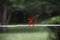 Cardinal bird