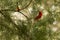 A cardinal bird on an evergreen tree