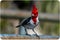 Cardinal bird showing power