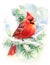 Cardinal Bird Watercolor Winter Illustration Hand Painted