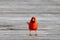 Cardinal bird on wood platform