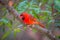 Cardinal birds hanging out on a tree