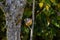 Cardinal Black-headed Grosbeak Twig 18