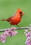 Cardinal On A Branch