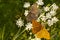The cardinal butterfly, Argynnis Pandora on blooming privet,