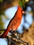 Cardinal catching the last rays of the day