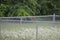 Cardinal on a Chain Link Fence