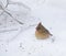 A cardinal eating seeds in the snow