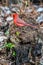 A cardinal eats a seed on the top of a rotting tree stump