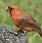 Cardinal Feeding