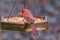 Cardinal feeding at bird feeder in carolina