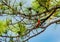 Cardinal in a Florida Pine