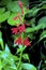 Cardinal Flower  22545