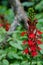 Cardinal Flower