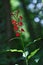 Cardinal Flower