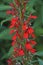 Cardinal flower. Close-up image of flowers.