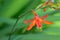 Cardinal Flower, Lobelia cardinalis