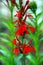 Cardinal flower - Lobelia cardinalis