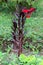 Cardinal flower or Lobelia cardinalis flowering plant with dark lanceolate leaves and vibrant red flowers planted in local garden
