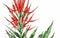 Cardinal Flower Watercolor Created with AI, Nice Looking