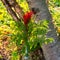 Cardinal Flowers In A Bottle