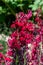 Cardinal flowers (lobelia cardinalis