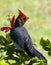 Cardinal hibiscus