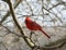 Cardinal in a Leafless Tree