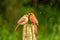 Cardinal mates on a post